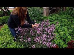 Penstemon In Full Bloom Midnight Masquerade Youtube Garden Inspiration Plants Perennials