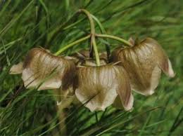 Image result for Pachycarpus firmus