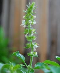 Image result for Ocimum