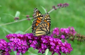 Maybe you would like to learn more about one of these? How To Build A Butterfly Garden Returns
