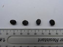 Image result for Ozoroa nitida