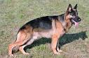 German Shepherd Dog Dog Breed Information