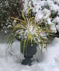 We did not find results for: 10 Plants For Year Round Containers Finegardening Winter Container Gardening Potted Plants Outdoor Winter Plants