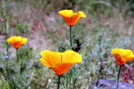 104 flower st is near moore creek overlook, arroyo seco park and mission gardens (private property). Bodacious Bloomers Santa Cruz