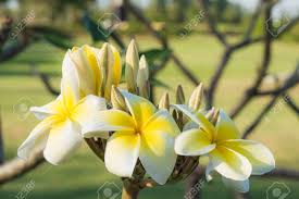 We did not find results for: Close Up Of Bouquet White And Yellow Plumeria Or Frangipani Flower Hawaii Hawaiian Lei Flower Bali Indonesia Shri Lanka Spa On Branch Tree In Morning Garden Background With Sunlight Stock Photo Picture And