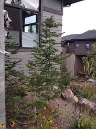 Carlseng Designs Plants For A Bend Oregon Landscape Oregon Landscape Evergreen Landscape Backyard Landscaping
