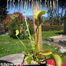 King henry, dentate traps, dingley giant, or microdent varieties. The Flytrapstore Sells A Variety Of Different Venus Flytrap Clones Along With A Selection Of Other Carnivorous Plants
