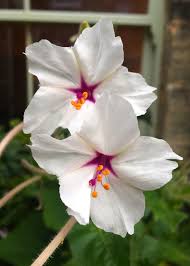 Image result for Mirabilis