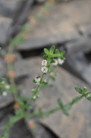 Image result for Bergia capensis