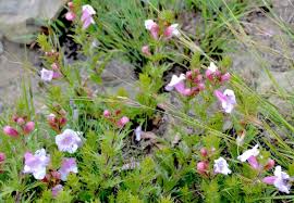 Image result for Graderia