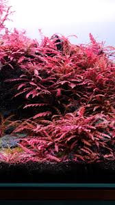 Image result for Rotala juniperina