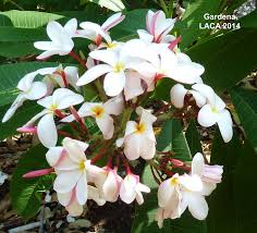 Gardena Bloom Plumeria Arboretum