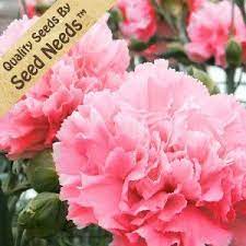 50 Seeds Carnation Rose Dianthus Caryophyllus Seeds By Seed Needs By Seed Needs Flowers 2 65 Prefers An Carnation Flower Pink Carnations Flower Seeds
