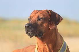 Needless to say, this ability comes from possessing lots of confidence and intelligence too! Rhodesian Ridgeback Male Beach Summer Animal Portrait Majestat Table Snout Sand Rotweizen Pikist