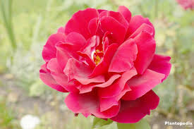 We did not find results for: Pruning Roses How To Prune Roses When To Prune Roses Plantopedia