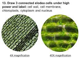 It is an optical microscope that uses light rays to produce a dark image against a bright background. Lab Comparing Plant And Animal Cells Ppt Video Online Download