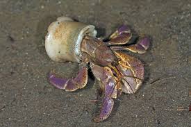 Photos Of Land Hermit And Robber Crabs Family Coenobitidae