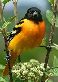 Birds That Look Like Baltimore Orioles Baltimore Oriole Greeting Card For Sale By Bruce Morrison Pet Birds Colorful Birds Backyard Birds