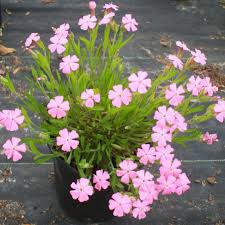 Image result for Silene