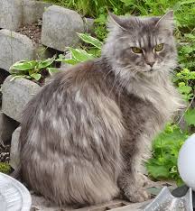 Read more about this cat breed on our maine coon breed information page. Pin On So Cute
