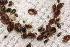 Pest control exterminator houston texas. Bed Bug Exterminator Houston Tx Houston Tx