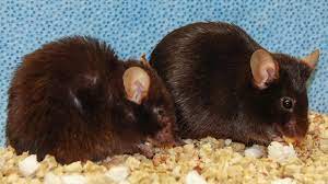 Suicide Of Aging Cells Prolongs Life Span In Mice Science Aaas