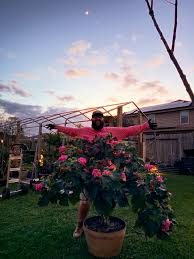 Image result for Dombeya shupangae