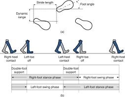 Examples Of Walking Pattern In Gait A Stride Length