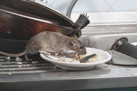 Tikus adalah salah satu agen penyakit dan perosak kebanyakkan suri rumah menghadapinya. Cara Halau Tikus Dalam Rumah Yang Berkesan Guna Petua Tradisional