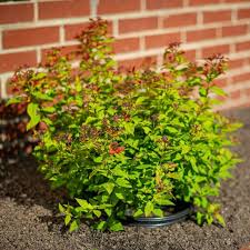 Image result for Spiraea bumalda