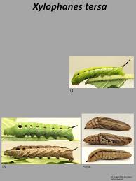 Image result for Xylopia shirensis