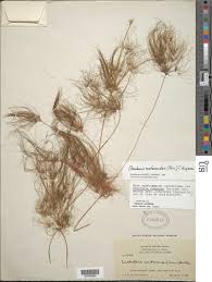 Image result for Websteria confervoides