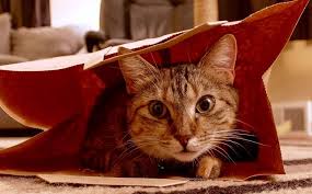 Don T Let The Cat Out Of The Bag Cats Imgur Pets