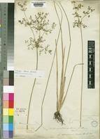 Image result for Fimbristylis quinquangularis