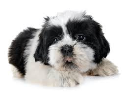 The shih tzu is an independent dog which is intelligent, dignified, lovable, affectionate, sociable, and cheerful. When Do Shih Tzu Puppies Stop Growing Shihtzuandyou Com