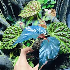 Image result for Begonia kisuluana