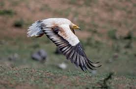 White scavenger vulture, pharaoh's chicken. Protecting The Population Of Egyptian Vultures In Georgia Sabuko