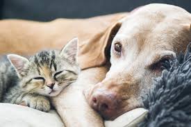 Studies have shown that dogs can sense anxiety and stress in humans. Can Cats And Dogs Get Along Science Says Yes Fear Free Happy Homes