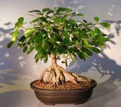 We did not find results for: Ficus Bonsai Tree Root Over Rock Ficus Natalensis