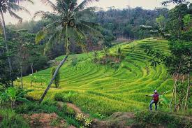 Agenda Solo Mirip Di Ubud Bali Ya Terasiring Facebook