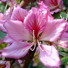 Image result for Bauhinia variegata