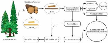 Image result for Myrianthus arboreus