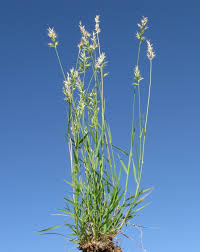 Image result for Enneapogon pretoriensis