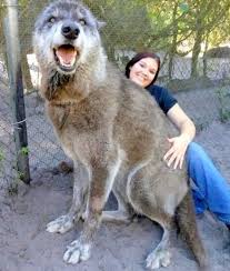 Russian Bear Dog Vs Bear How This Rare Breed Can Prove To Be A Hunter Bad Dog Owners Wolf Dog Bad Dog