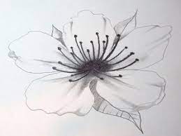 How To Draw A Cherry Blossom Cherry Blossom Drawing Flower Drawing Flower Sketches