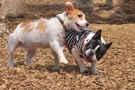 Both of these dogs can be friendly but personalities differ, so you never know. French Bull Jack French Bulldog Jack Russell Mix Info Pics Facts