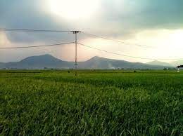  Hamparan Sawah Di Depan Rumah Ë† Ë† Pulkam5 Pulkam