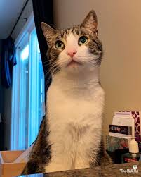 Chatty Cats Goodbyes Handsome And More Three Chatty Cats In 2020 Cats Boy Cat Weekend Is Over