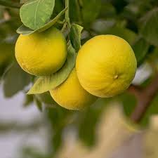 Image result for Citrus × limon
