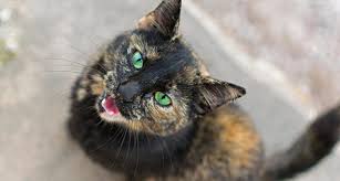 The exact causes are keep an eye on your aging cat for common signs and symptoms of feline senile dementia, including avoiding sudden changes to their daily routine, and trying not to move anything around the house. Why Is My Cat Meowing Loudly What To Do When Your Cat Meows A Lot